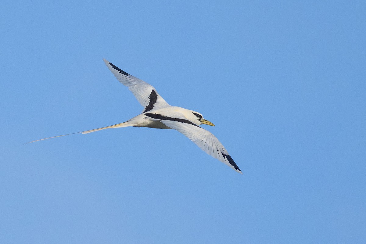 White-tailed Tropicbird - ML639024026