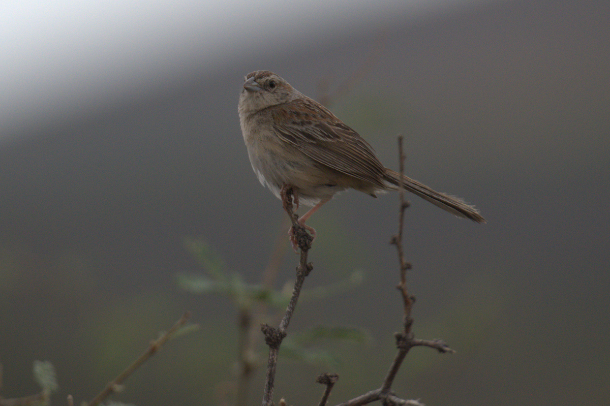 Botteri's Sparrow - ML639024097