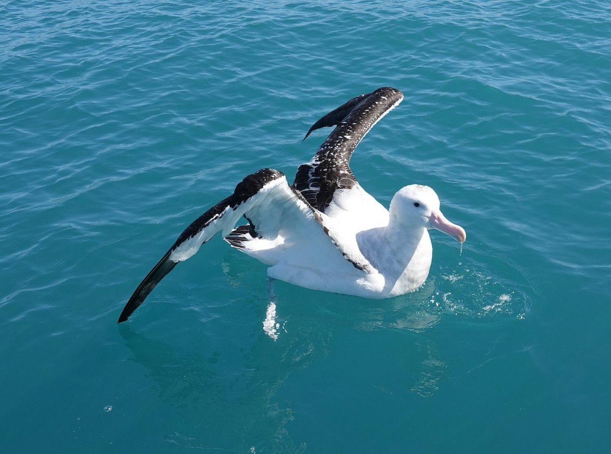 Antipodean Albatross - ML639024122