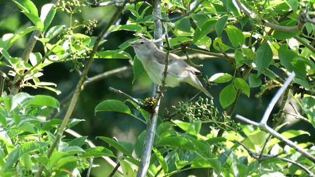 Garden Warbler - ML639024136