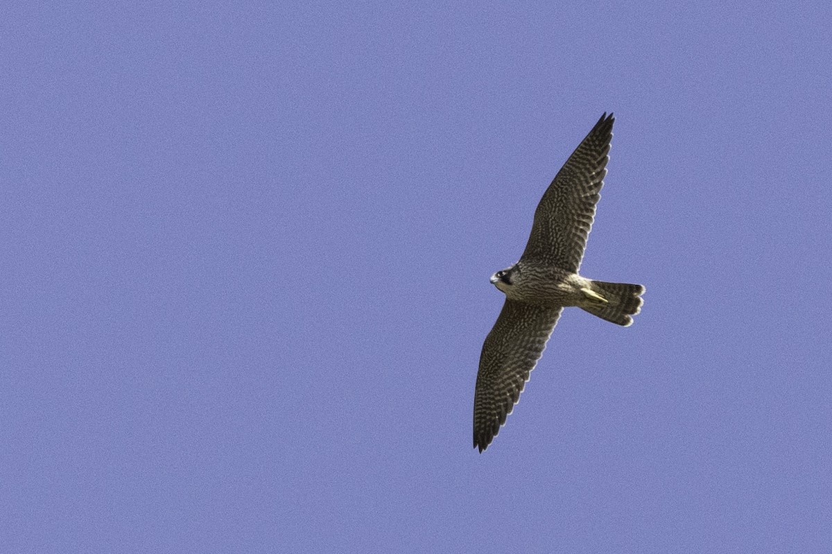 Peregrine Falcon (Mediterranean) - ML639024154