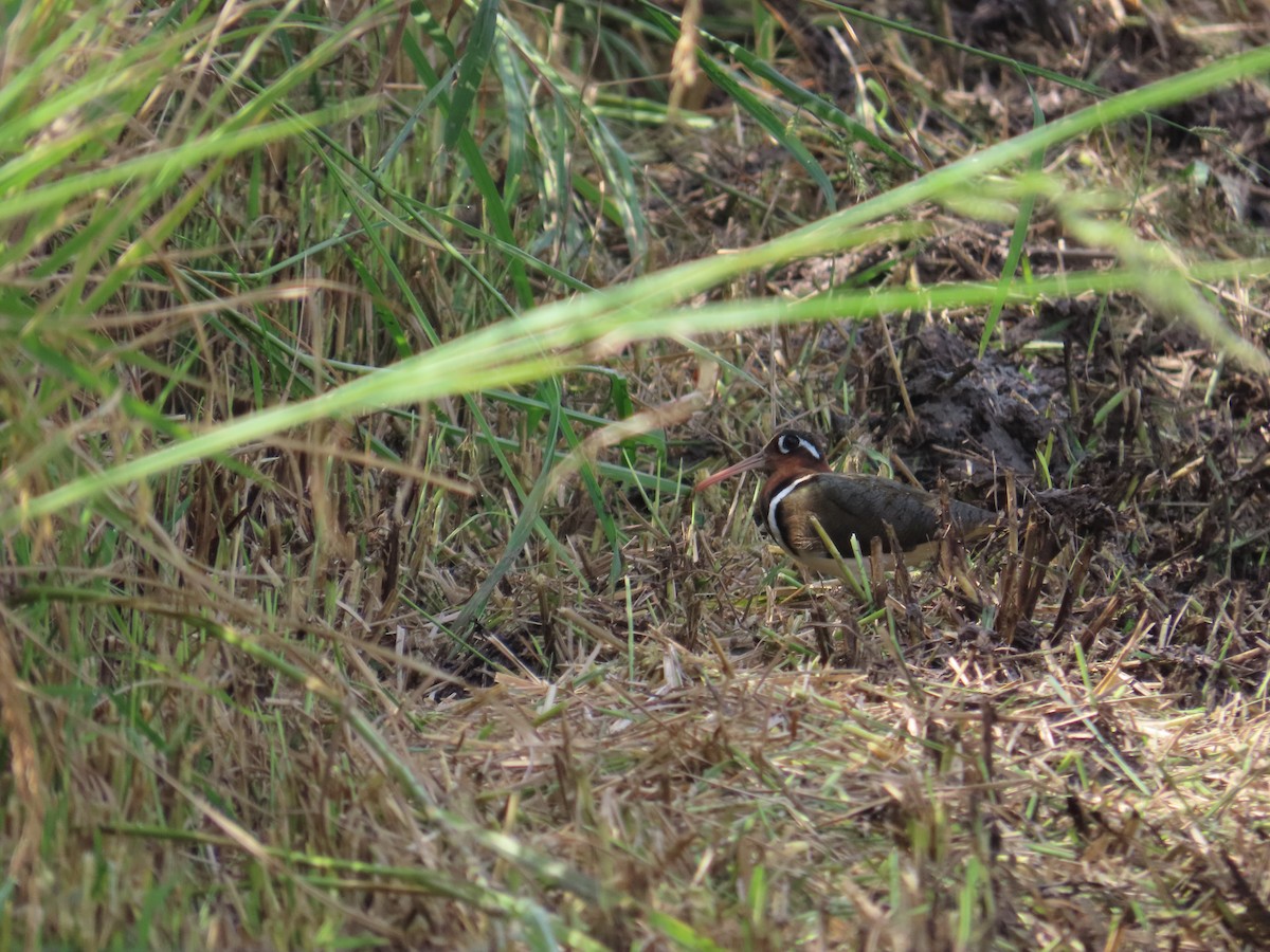 Greater Painted-Snipe - ML639024167