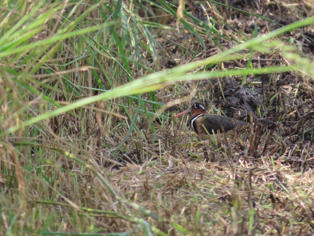 Greater Painted-Snipe - ML639024168