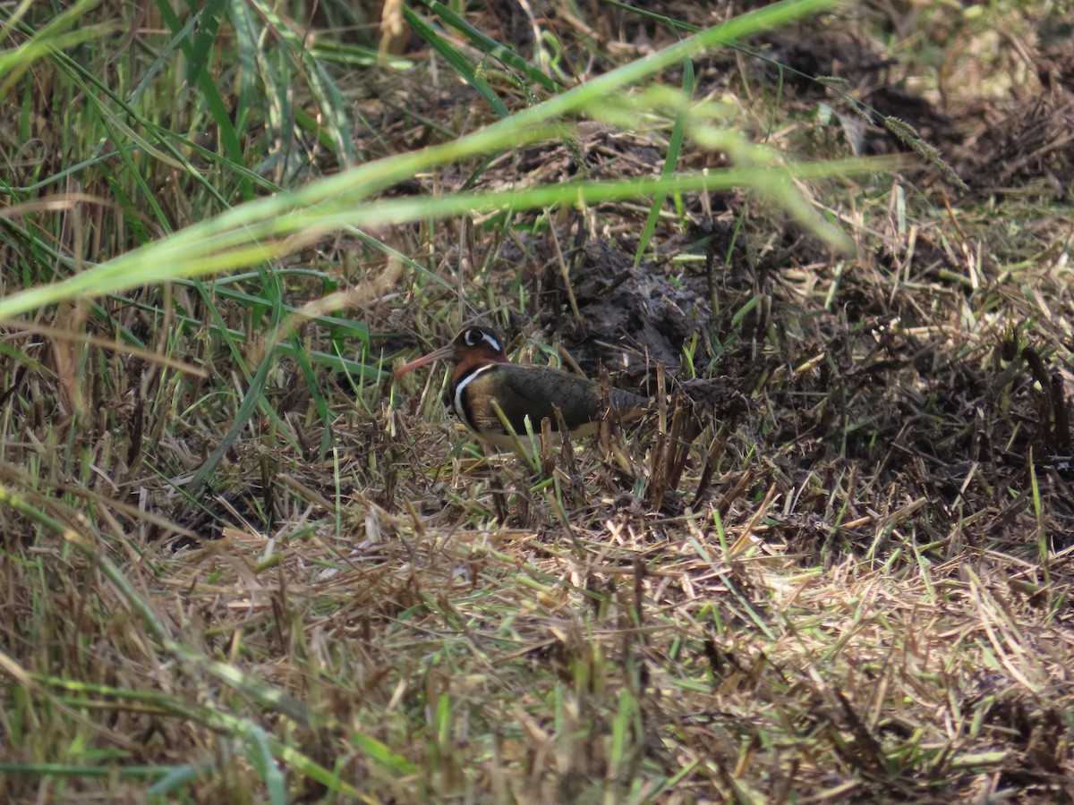 Greater Painted-Snipe - ML639024169