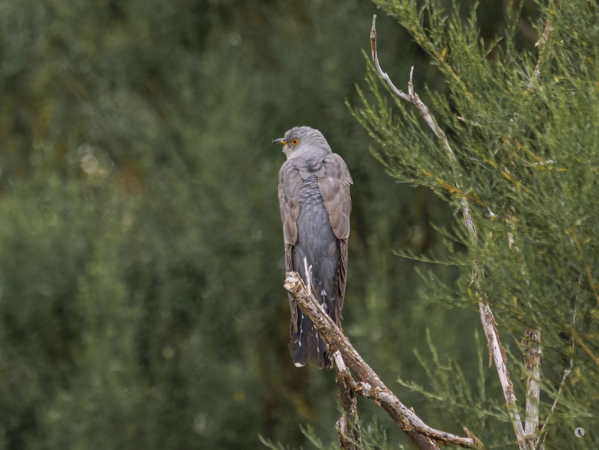 Coucou gris - ML639024202
