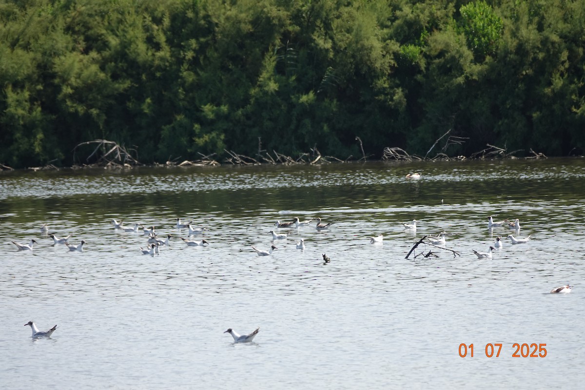 Mouette rieuse - ML639024205