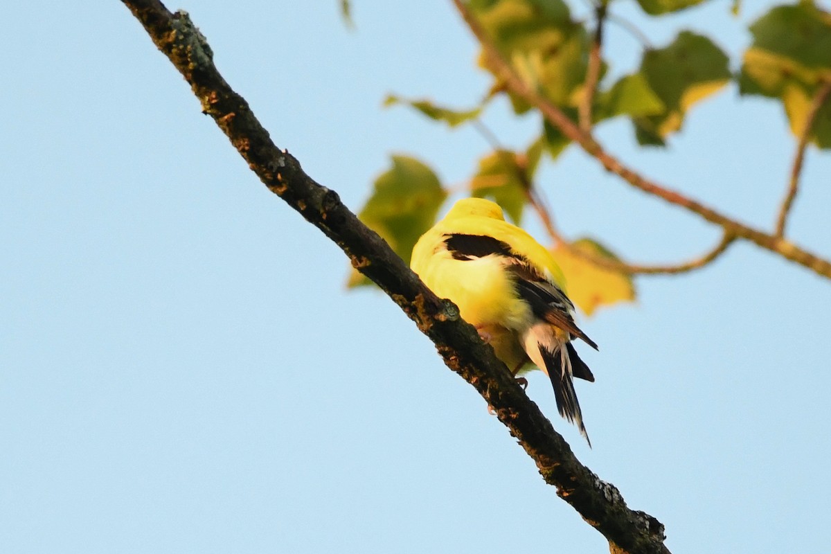 Chardonneret jaune - ML639024207