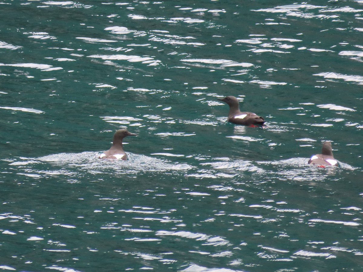 Guillemot à miroir (groupe grylle) - ML639024218