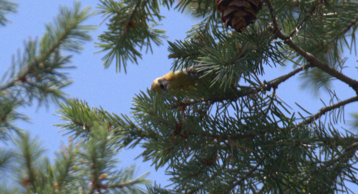 Olive Warbler - ML639024240