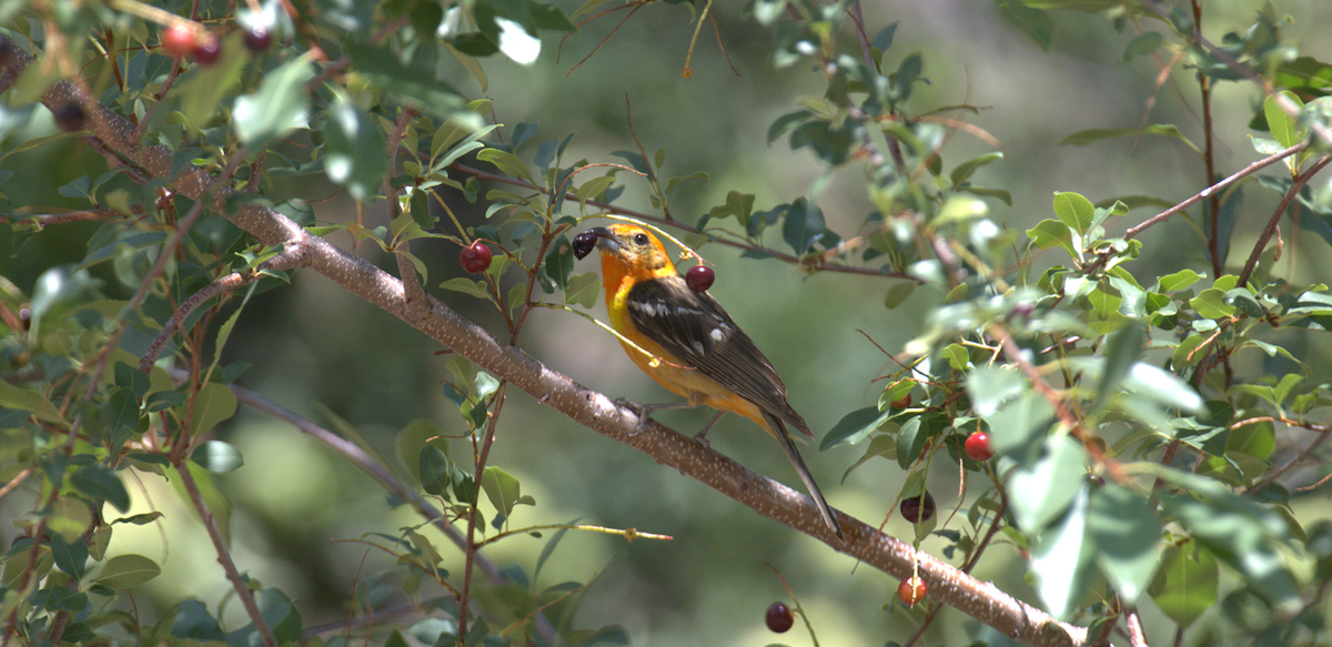 Flame-colored Tanager - ML639024413