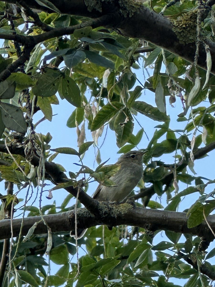 Common Redstart - ML639024469
