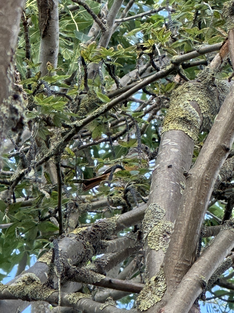 Common Redstart - ML639024470
