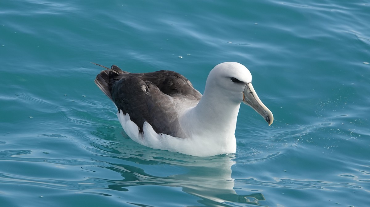 White-capped Albatross - ML639024494