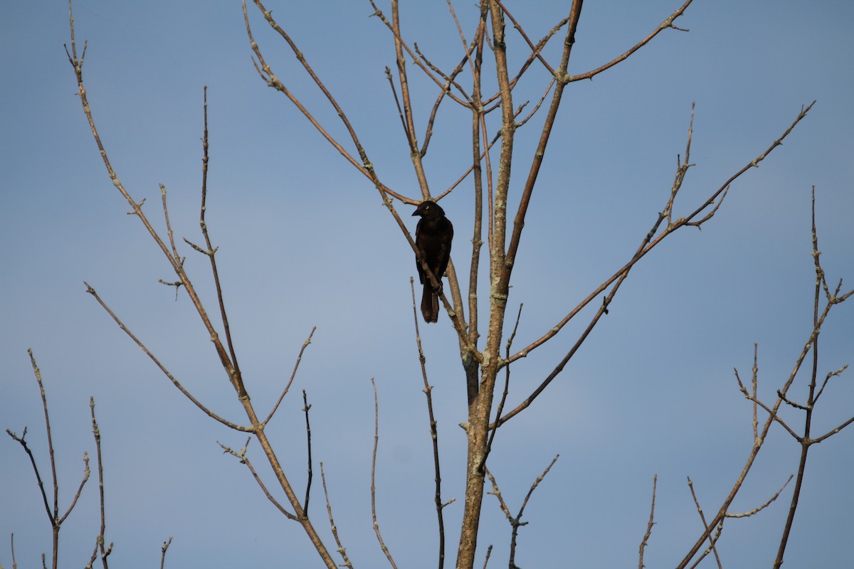 Common Grackle - ML639024508
