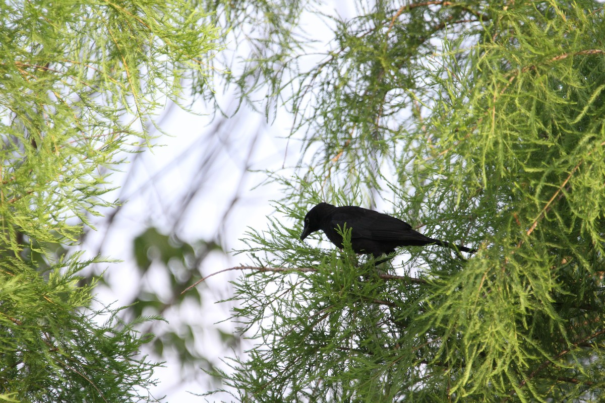 Common Grackle - ML639024512