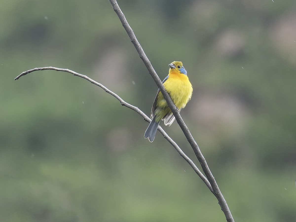 Orange-breasted Bunting - ML639024541