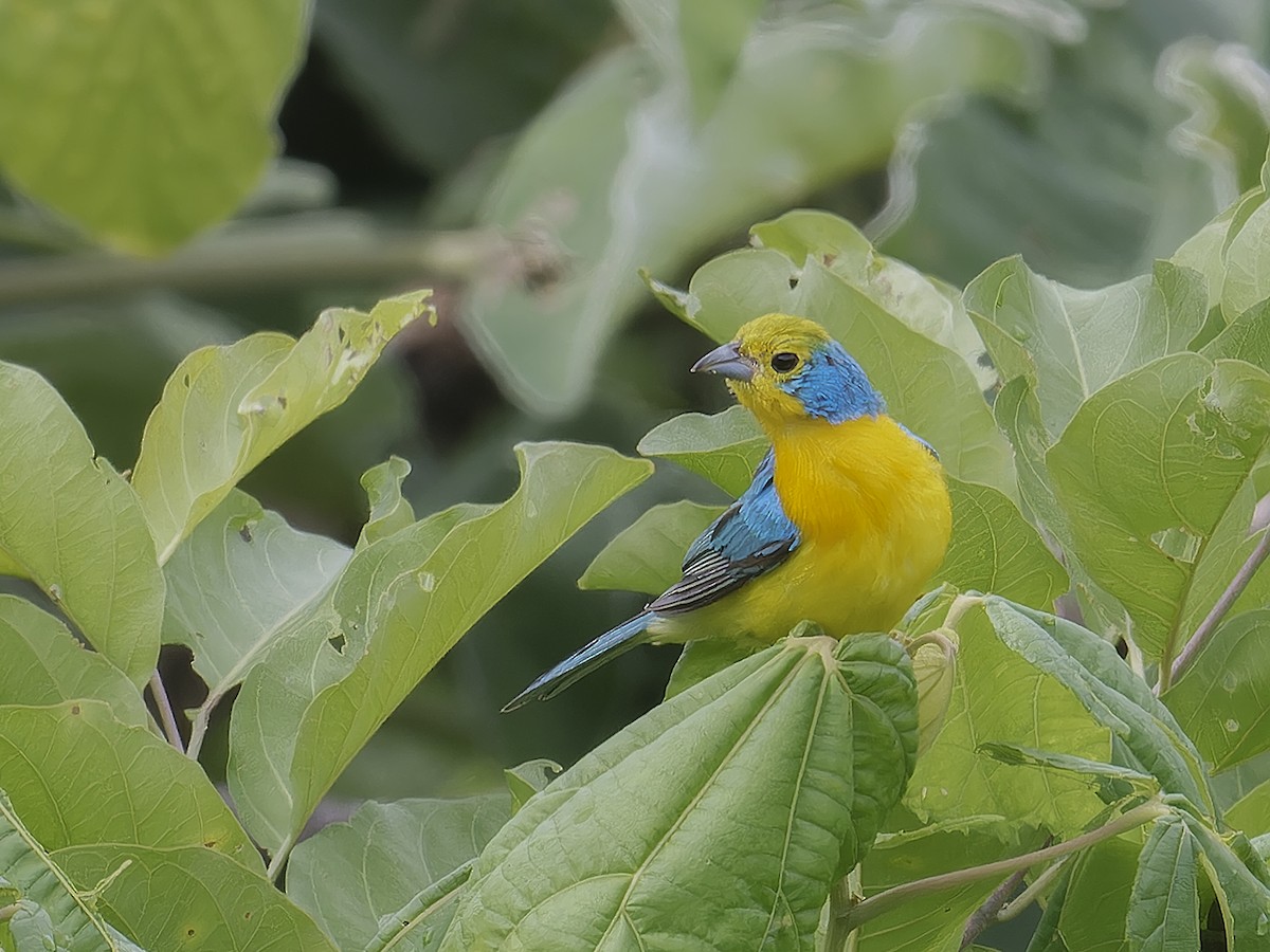 Orange-breasted Bunting - ML639024542