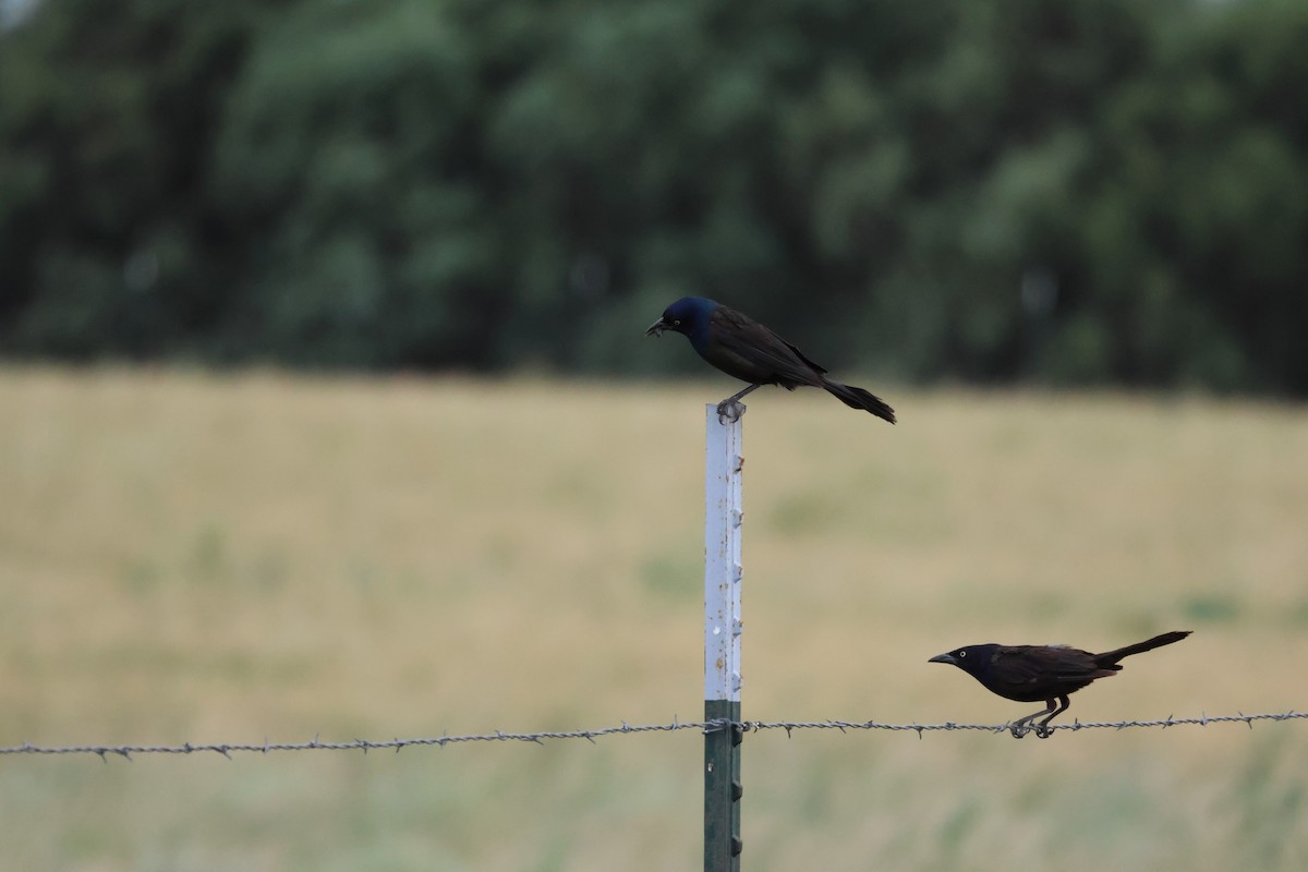Common Grackle - ML639024556