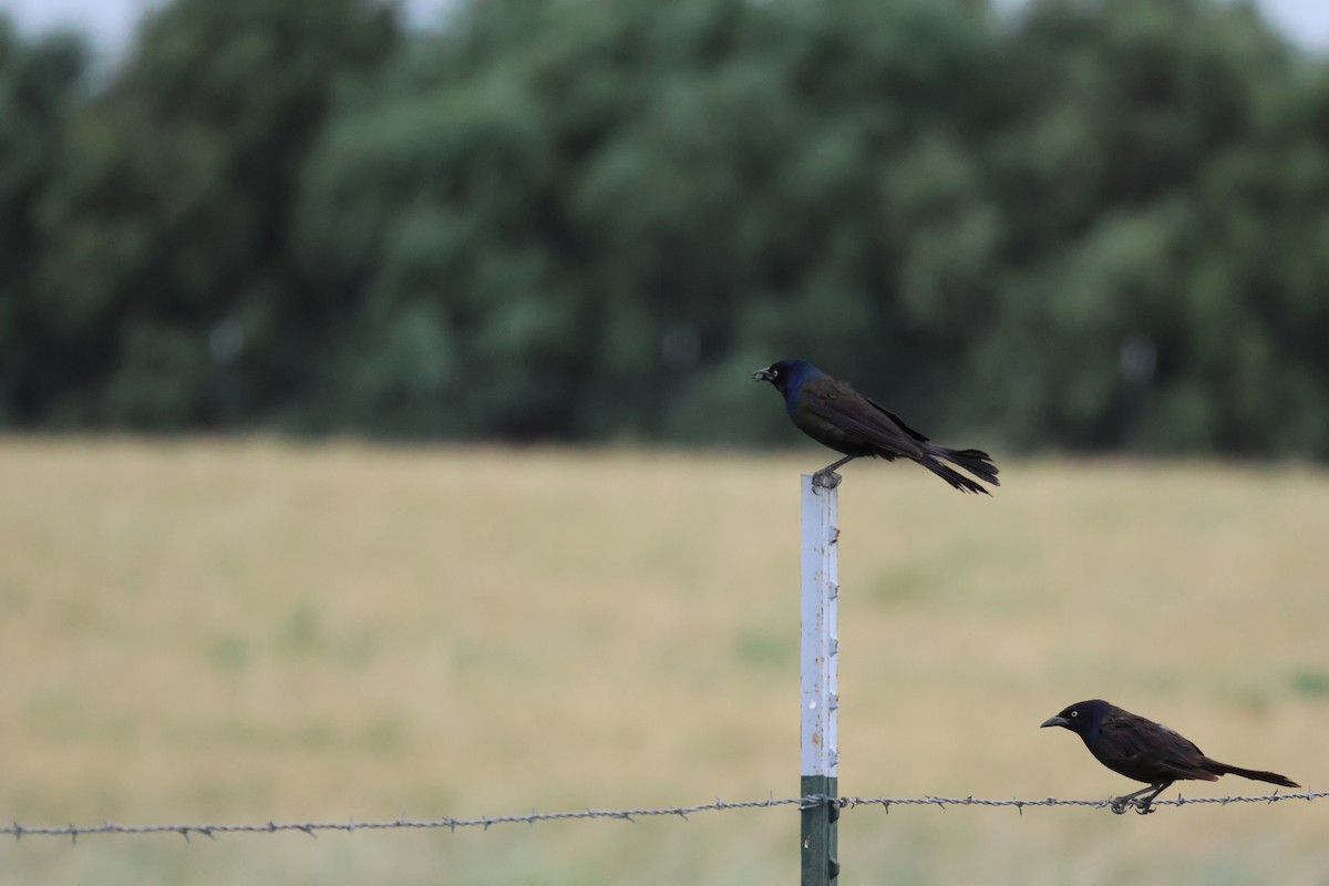 Common Grackle - ML639024557
