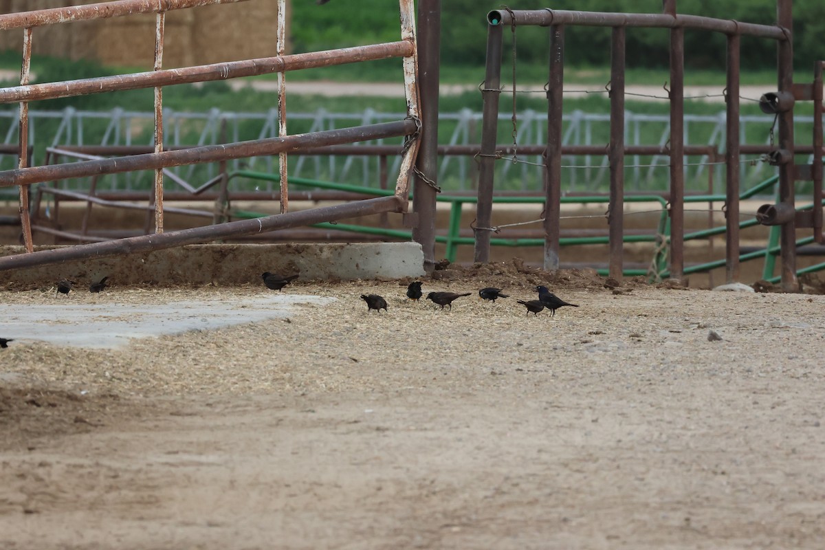 Common Grackle - ML639024558
