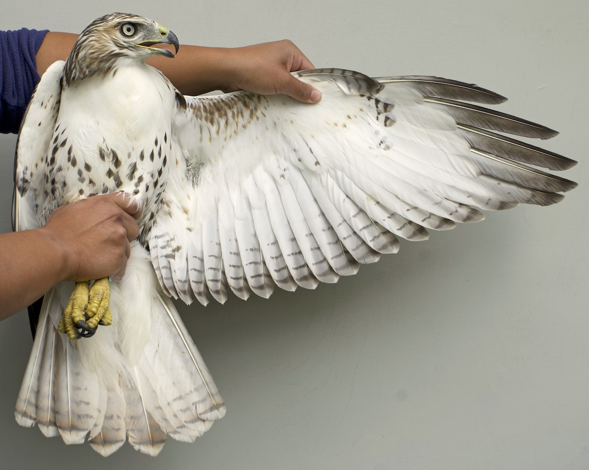 Red-tailed Hawk - ML639024565