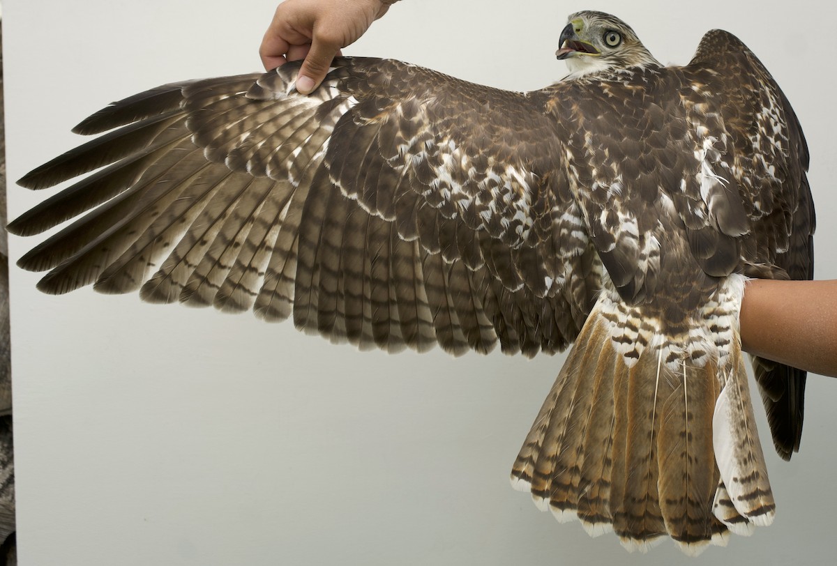 Red-tailed Hawk - ML639024568