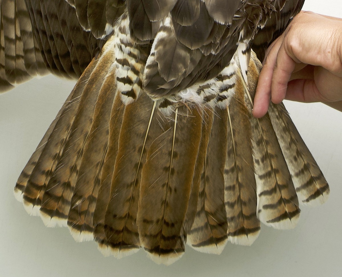 Red-tailed Hawk - ML639024575