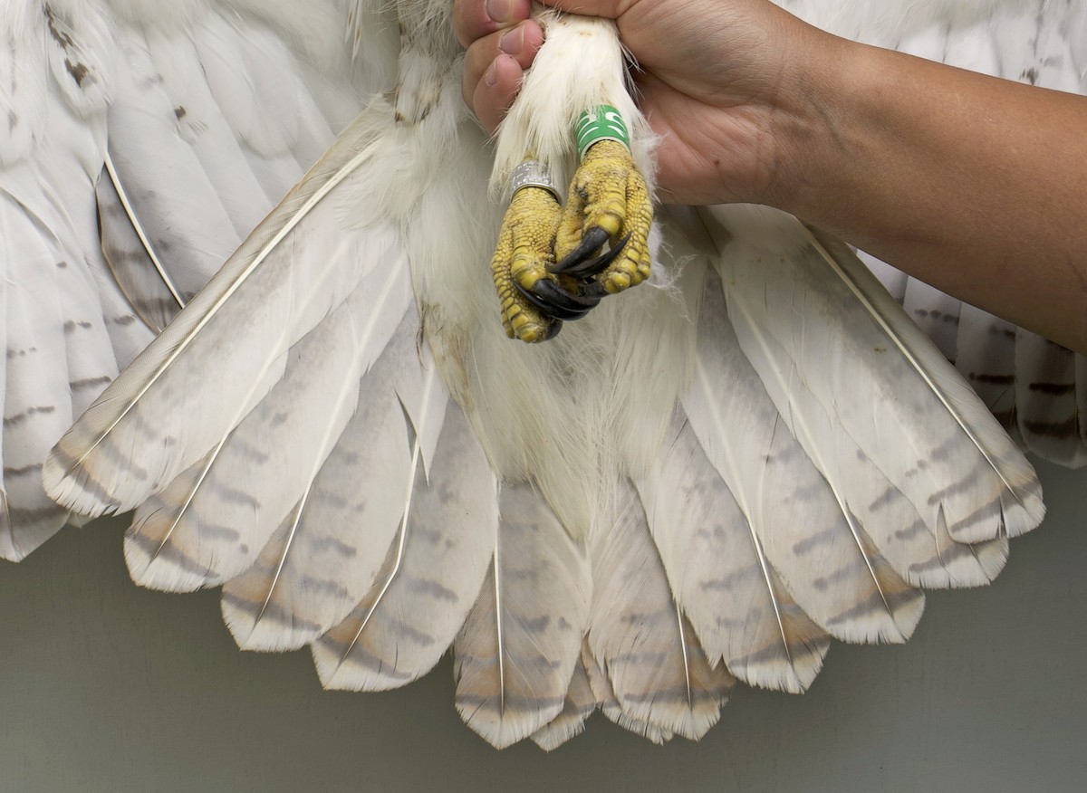 Red-tailed Hawk - ML639024578