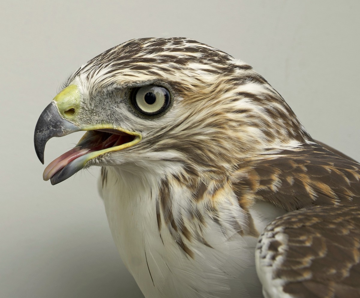 Red-tailed Hawk - ML639024581