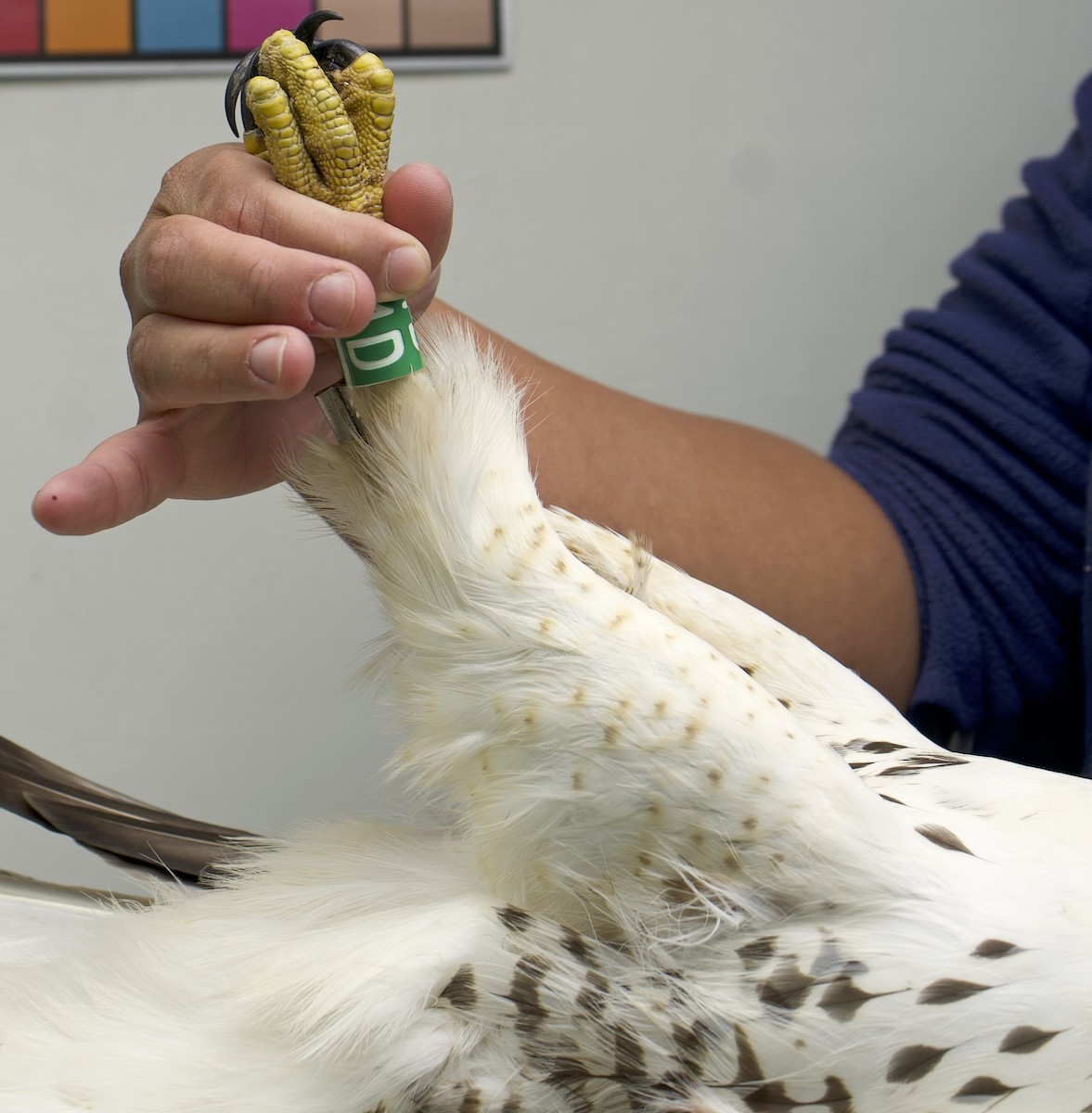 Red-tailed Hawk - ML639024585