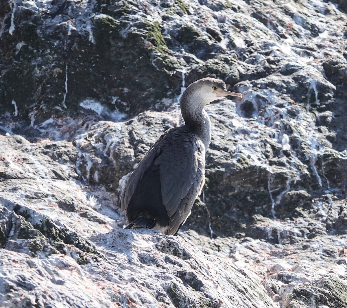 Spotted Shag - ML639024675