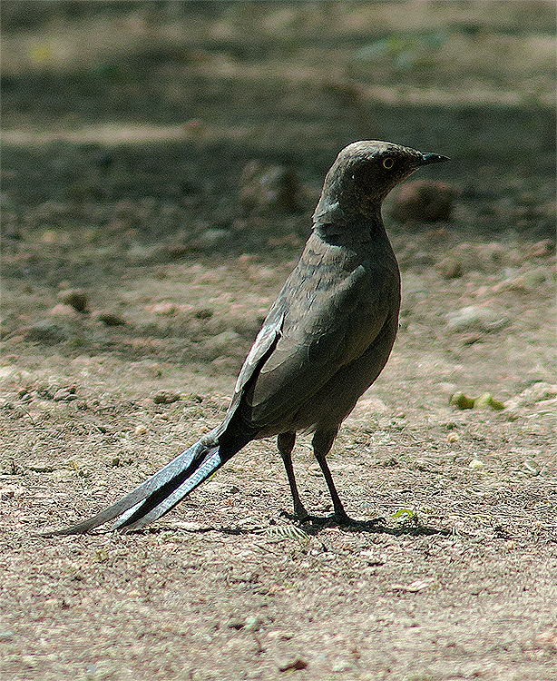 Grauglanzstar - ML639024678