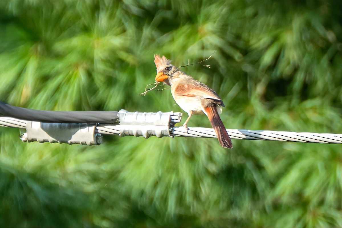 Northern Cardinal - ML639024683