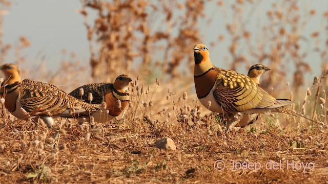 Pin-tailed Sandgrouse - ML639024714