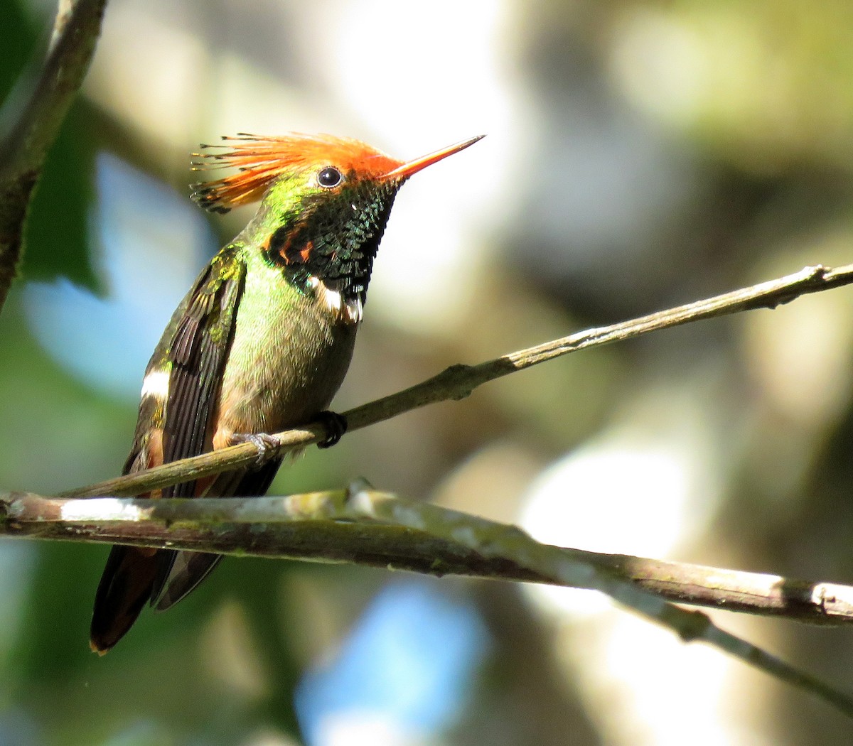 Rufous-crested Coquette - ML639024724