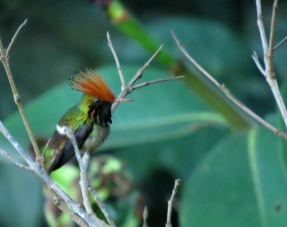 Rufous-crested Coquette - ML639024726