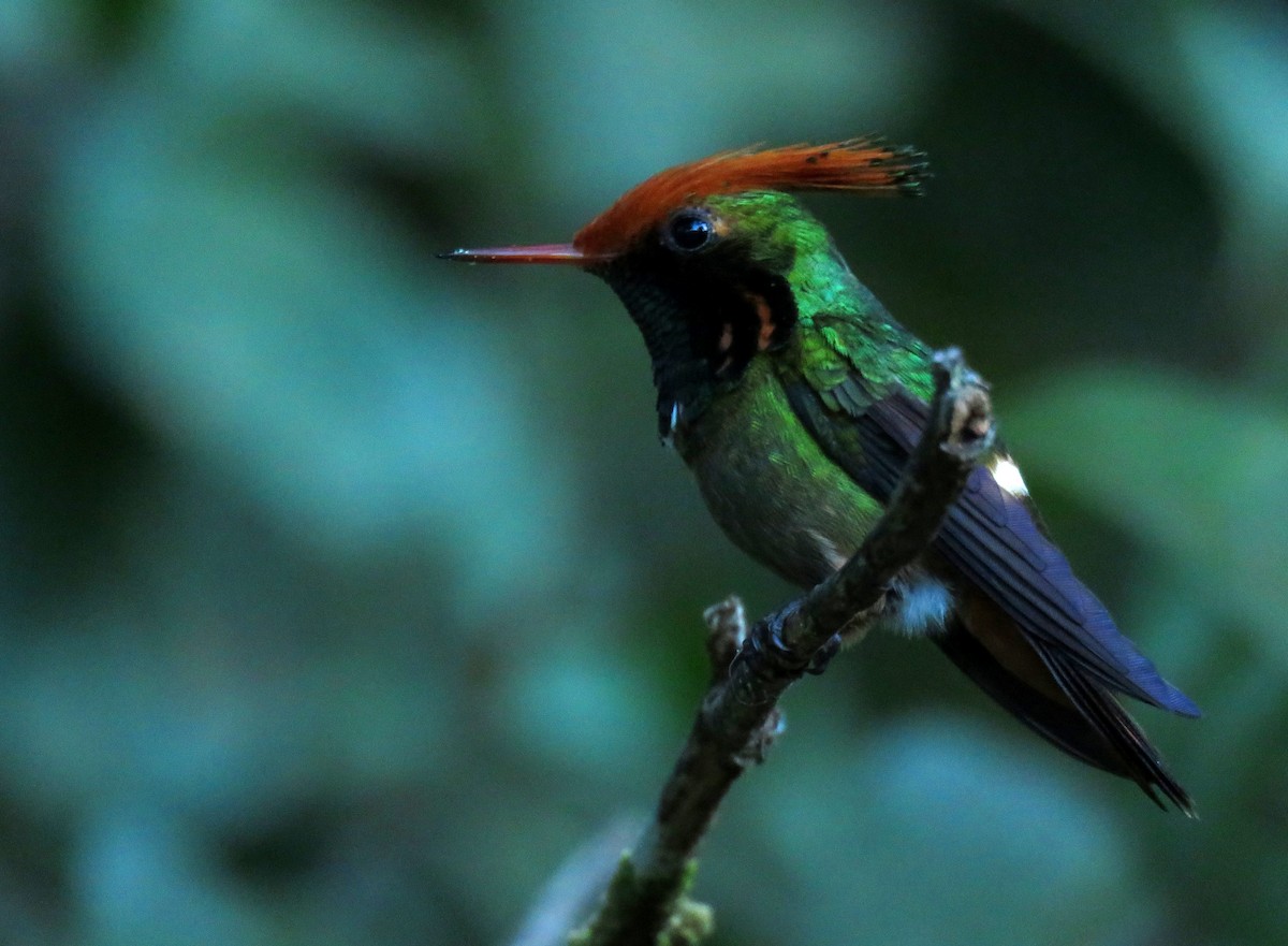 Rufous-crested Coquette - ML639024727