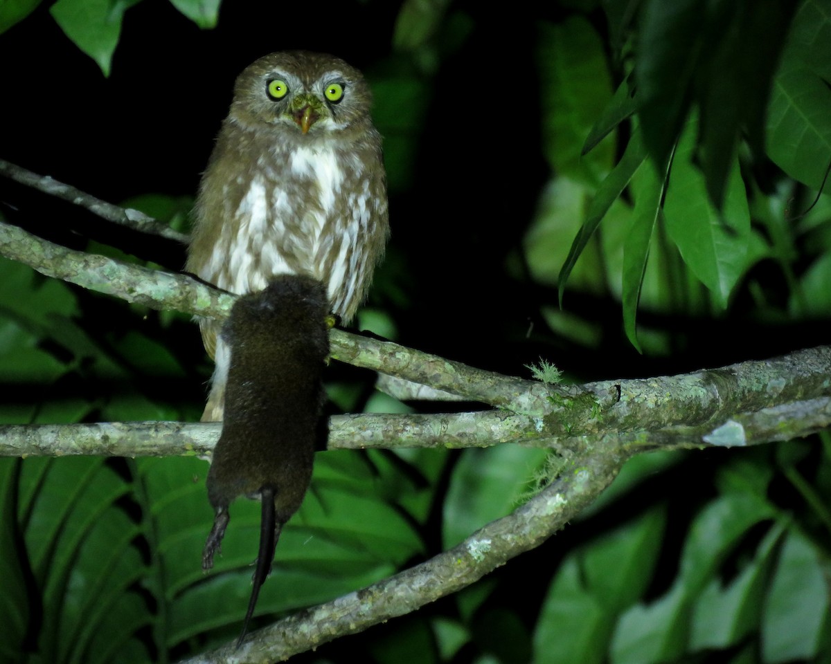 Ferruginous Pygmy-Owl - ML639024738