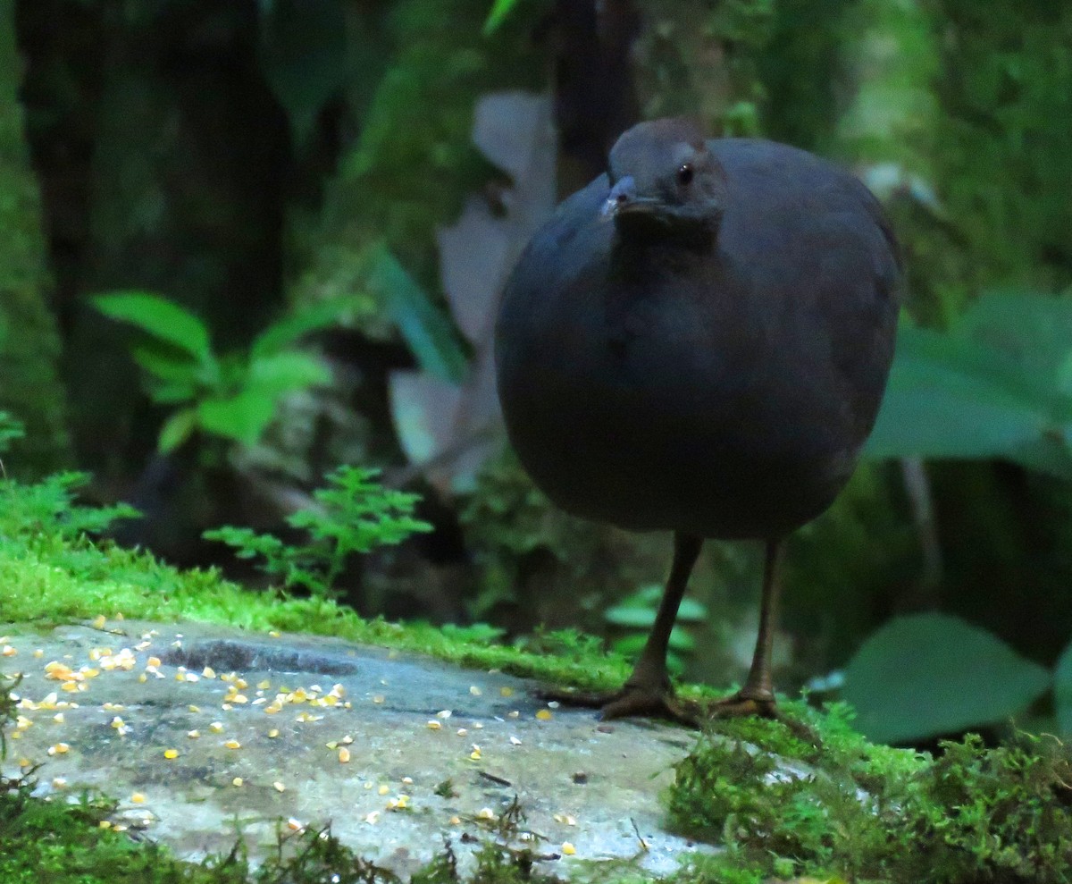 Cinereous Tinamou - ML639024759