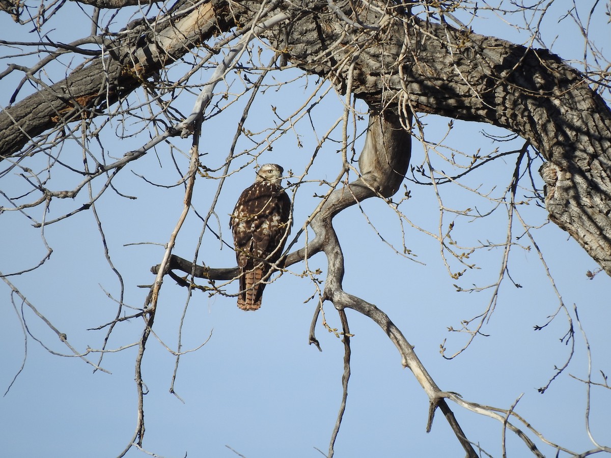 Red-tailed Hawk (borealis) - ML639024765