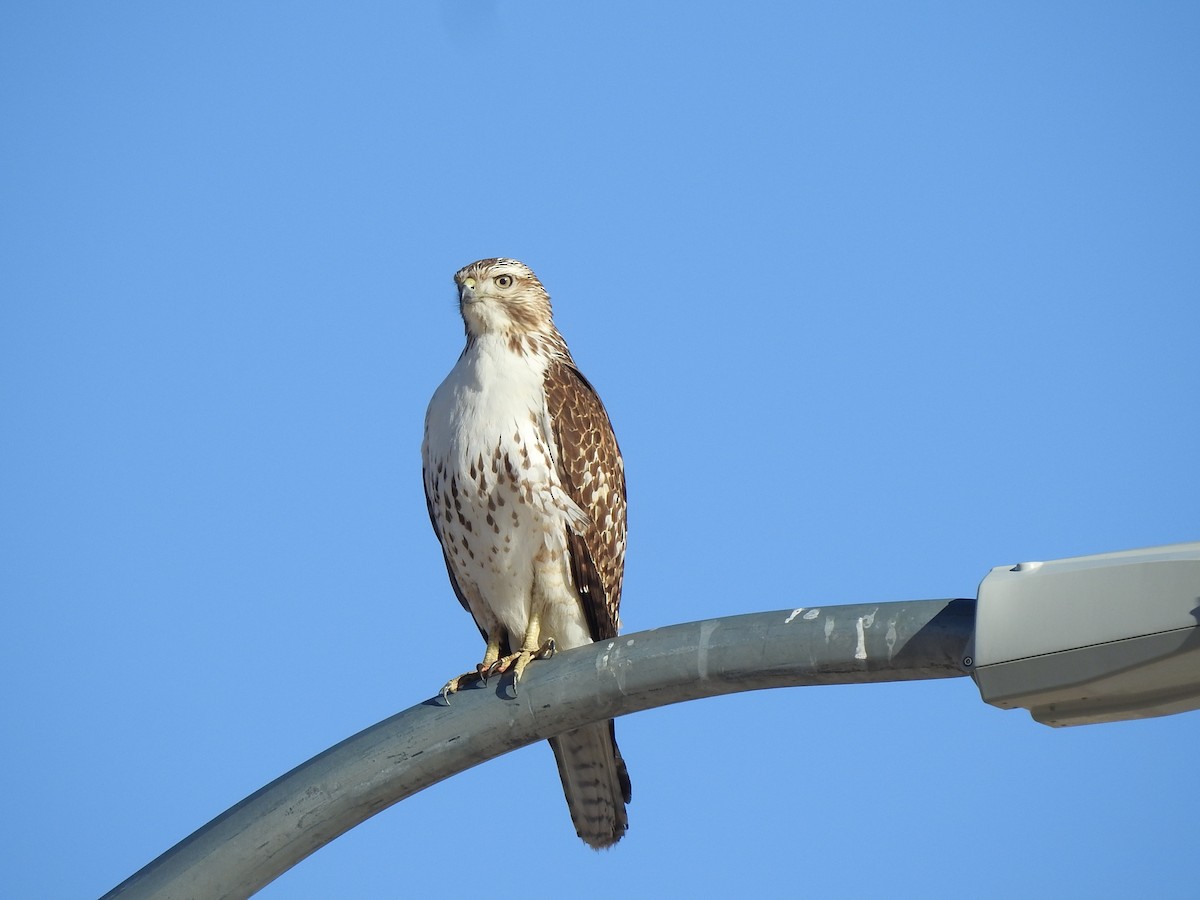 Red-tailed Hawk (borealis) - ML639024770