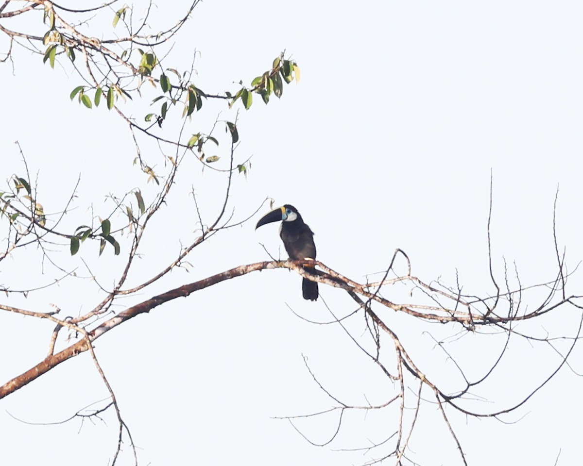 White-throated Toucan - ML639024892