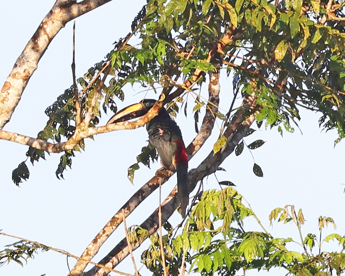 Many-banded Aracari - ML639024915