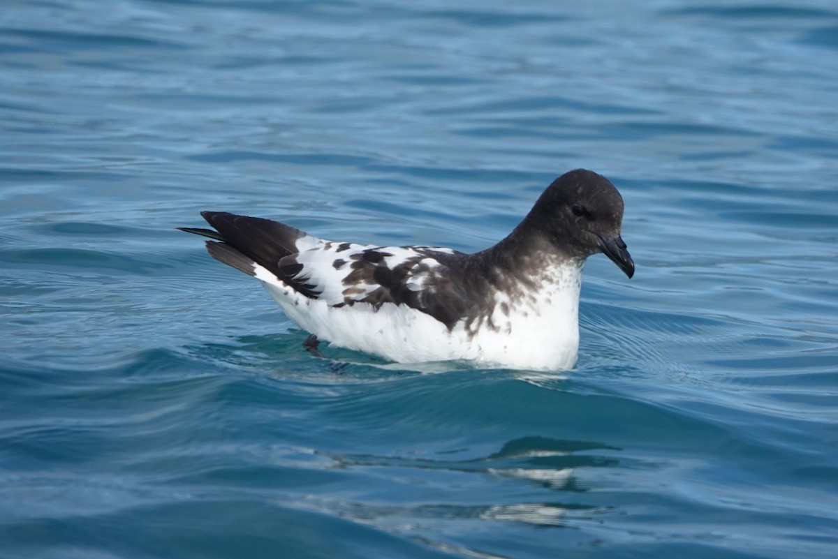 Pintado Petrel - ML639024935