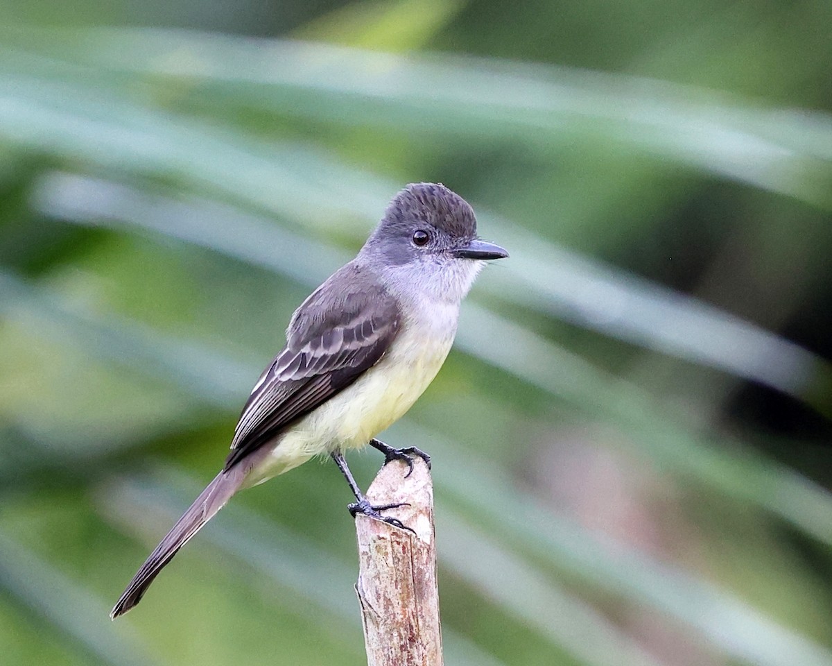 Short-crested Flycatcher - ML639024938