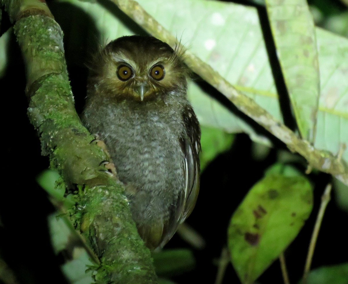 Long-whiskered Owlet - ML639024943