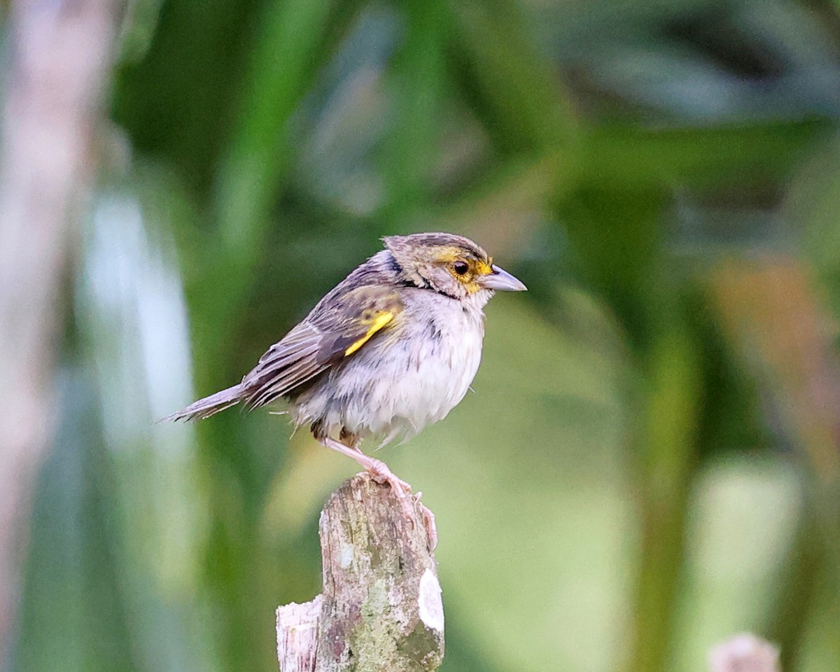 Yellow-browed Sparrow - ML639024956