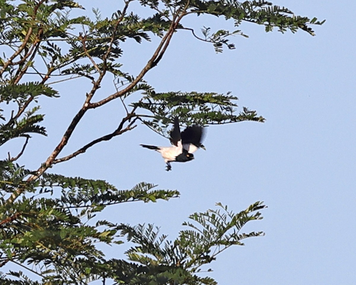 Magpie Tanager - ML639025024
