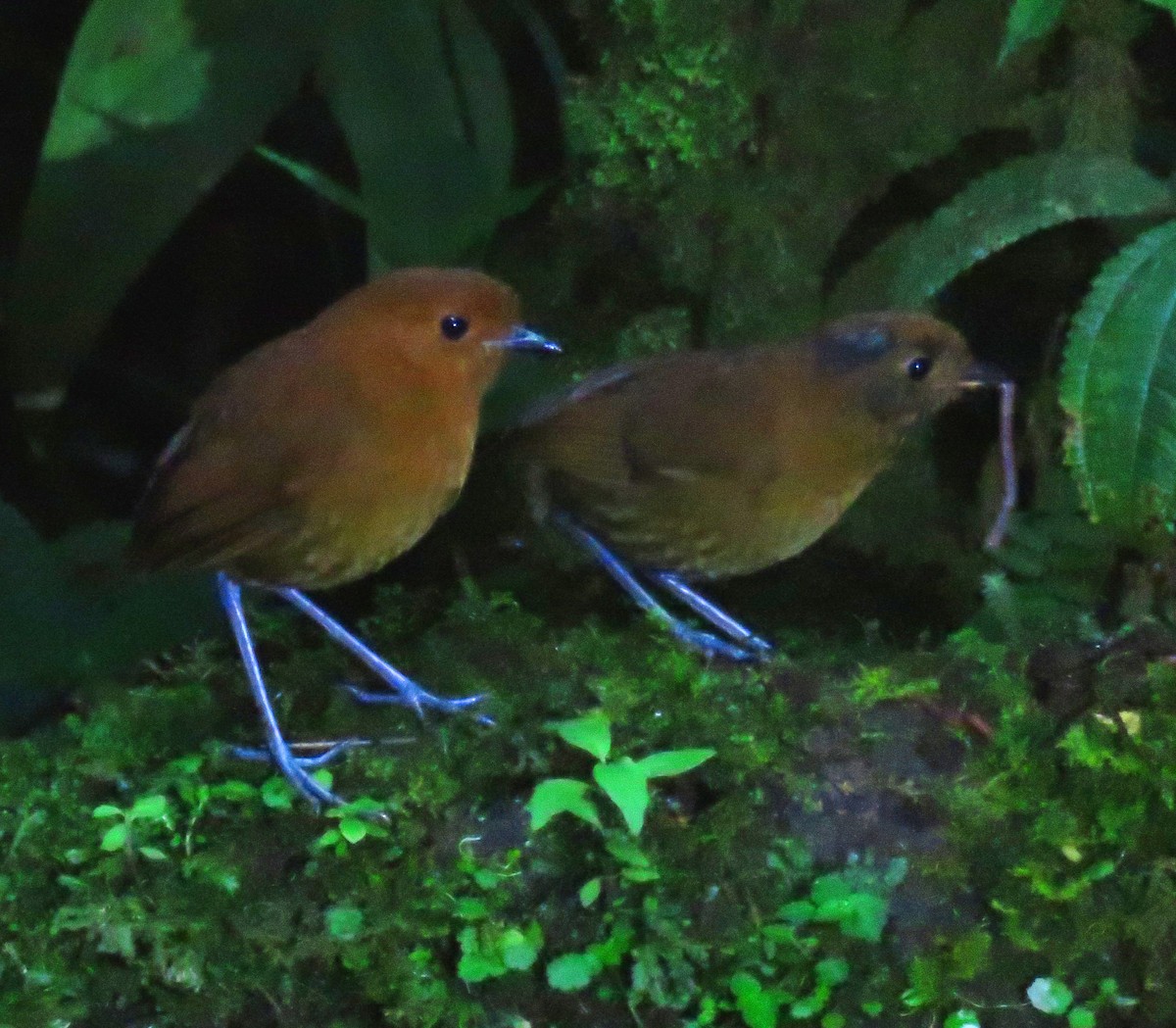 Chestnut Antpitta - ML639025040