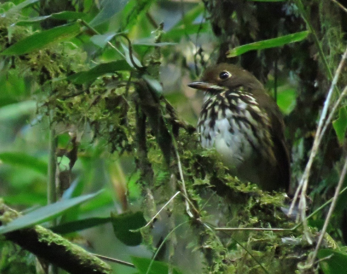 Понгіто бурий - ML639025073